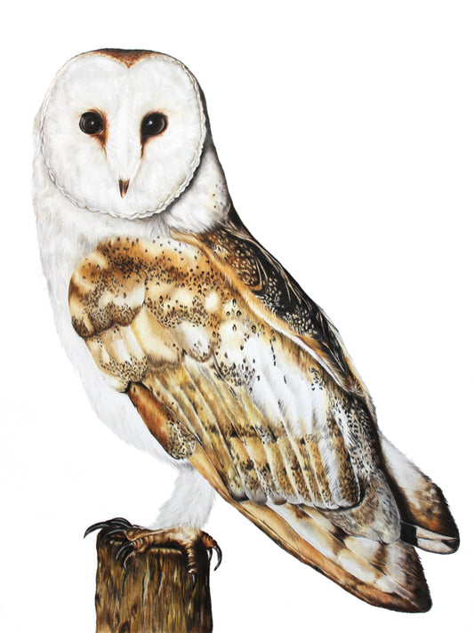 'Barn Owl' Limited Edition Print
