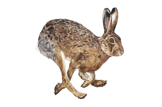 'Hare Today, Gone Tomorrow' Limited Edition Print
